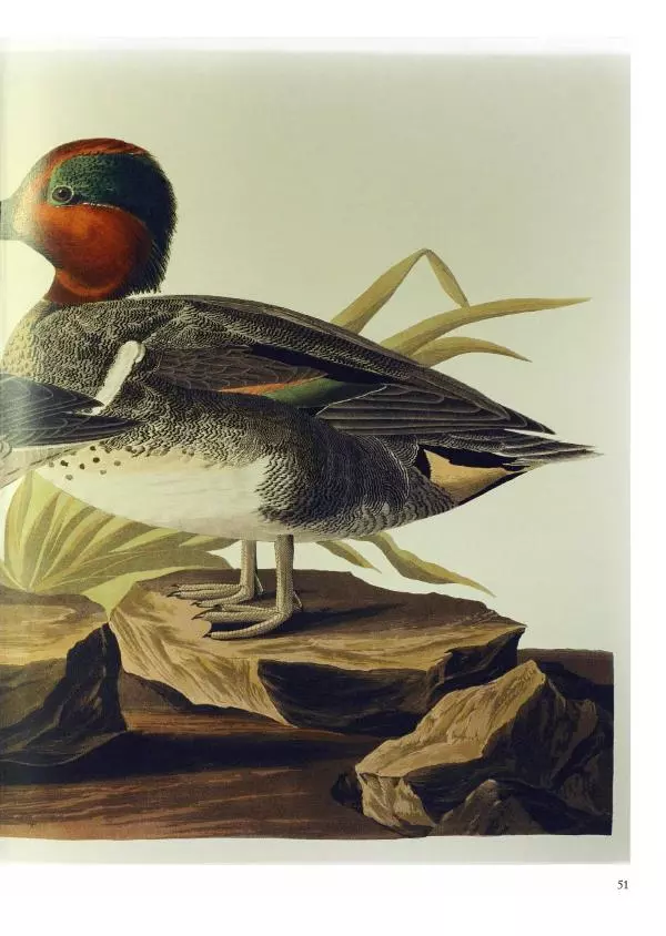 Джон Одюбон - Птицы Америки - Страница № 53