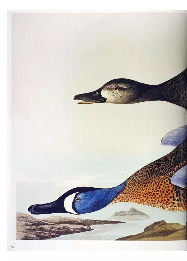 Джон Одюбон - Птицы Америки - Страница № 54