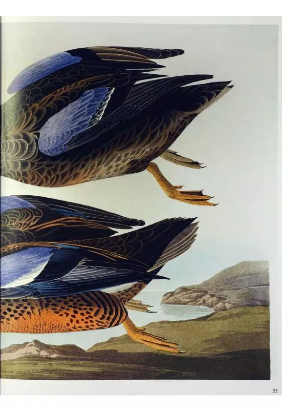 Джон Одюбон - Птицы Америки - Страница № 55