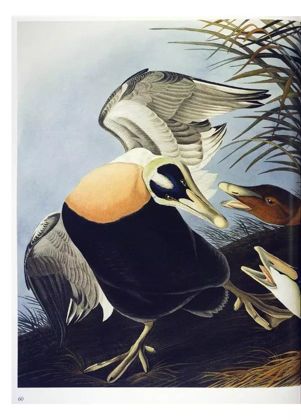 Джон Одюбон - Птицы Америки - Страница № 62