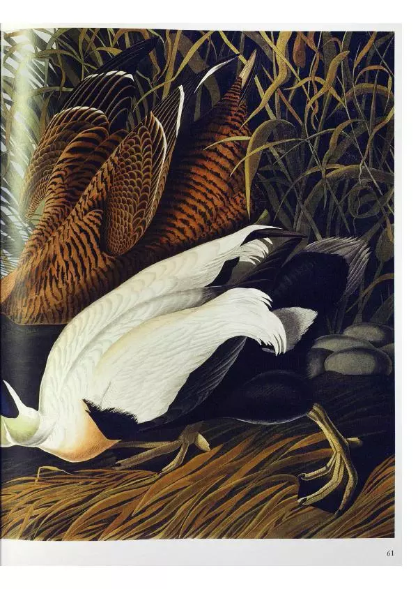 Джон Одюбон - Птицы Америки - Страница № 63