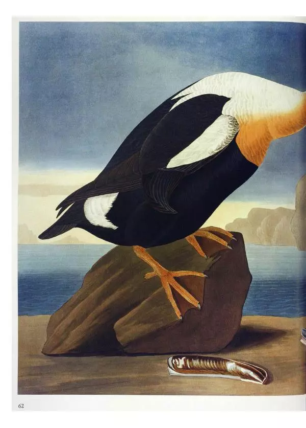 Джон Одюбон - Птицы Америки - Страница № 64