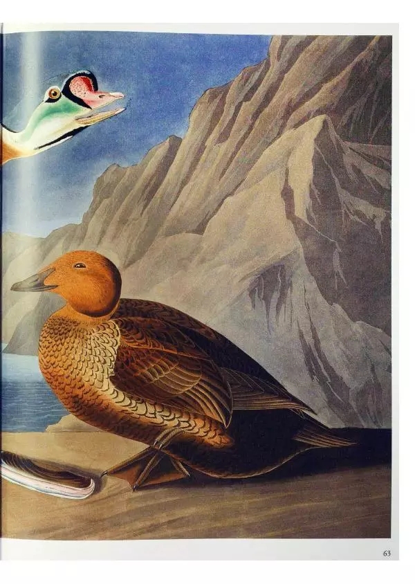 Джон Одюбон - Птицы Америки - Страница № 65