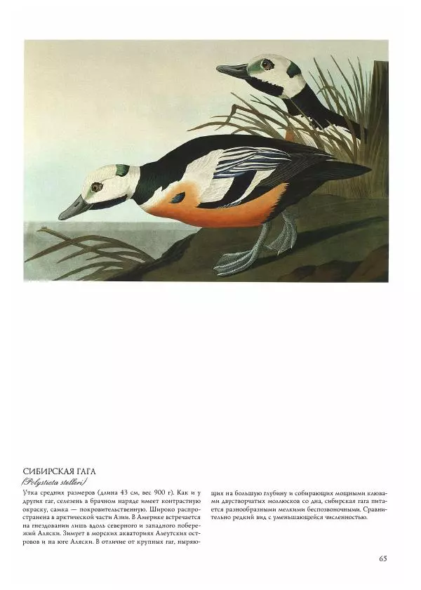 Джон Одюбон - Птицы Америки - Страница № 67