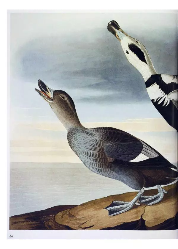 Джон Одюбон - Птицы Америки - Страница № 68