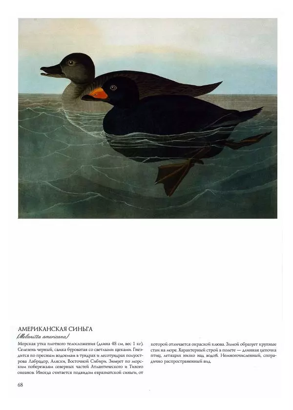 Джон Одюбон - Птицы Америки - Страница № 70