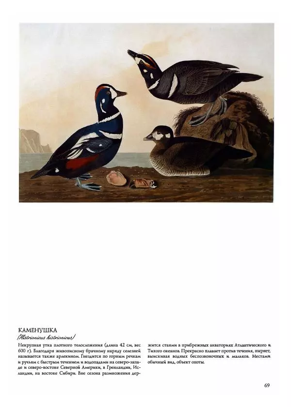 Джон Одюбон - Птицы Америки - Страница № 71