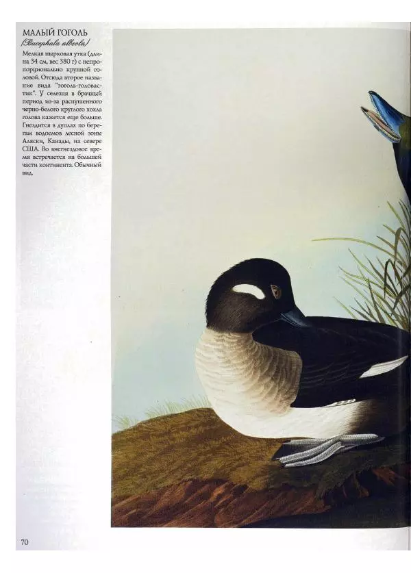 Джон Одюбон - Птицы Америки - Страница № 72