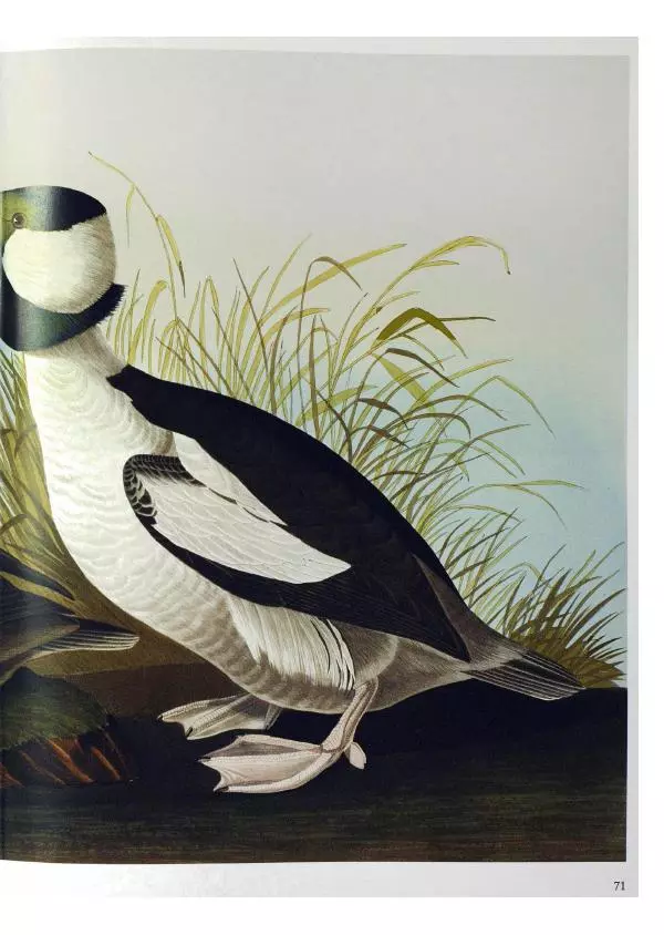 Джон Одюбон - Птицы Америки - Страница № 73