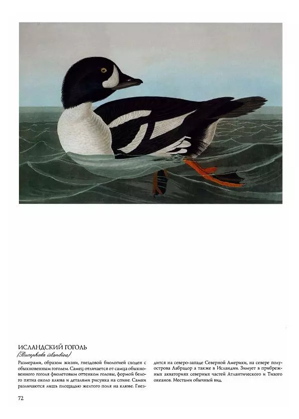 Джон Одюбон - Птицы Америки - Страница № 74