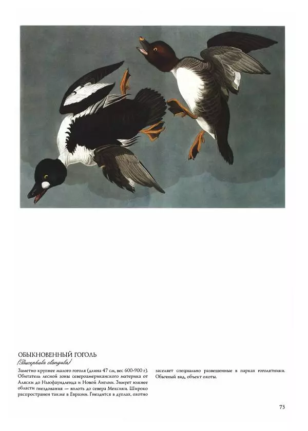 Джон Одюбон - Птицы Америки - Страница № 75