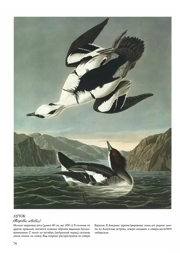 Джон Одюбон - Птицы Америки - Страница № 76