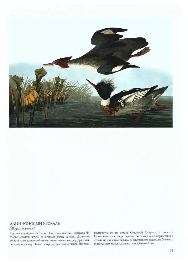 Джон Одюбон - Птицы Америки - Страница № 77