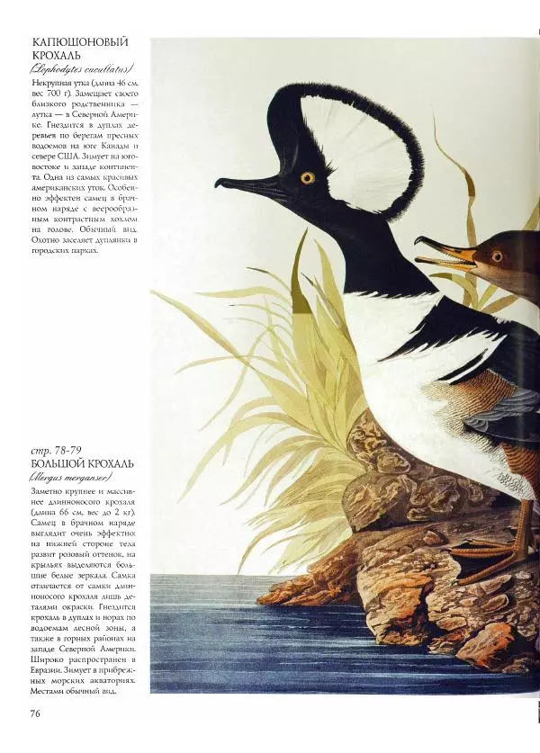 Джон Одюбон - Птицы Америки - Страница № 78