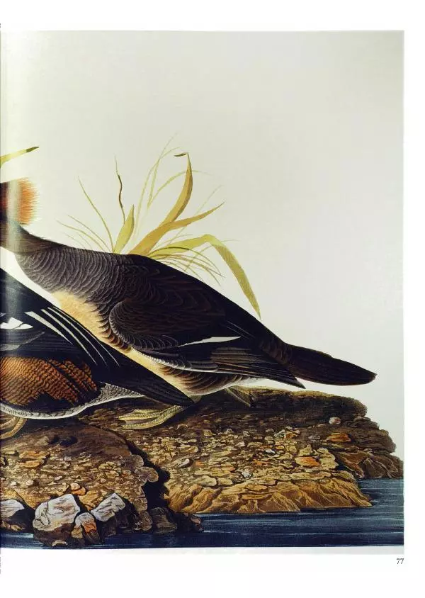 Джон Одюбон - Птицы Америки - Страница № 79