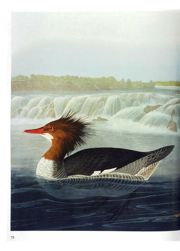 Джон Одюбон - Птицы Америки - Страница № 80