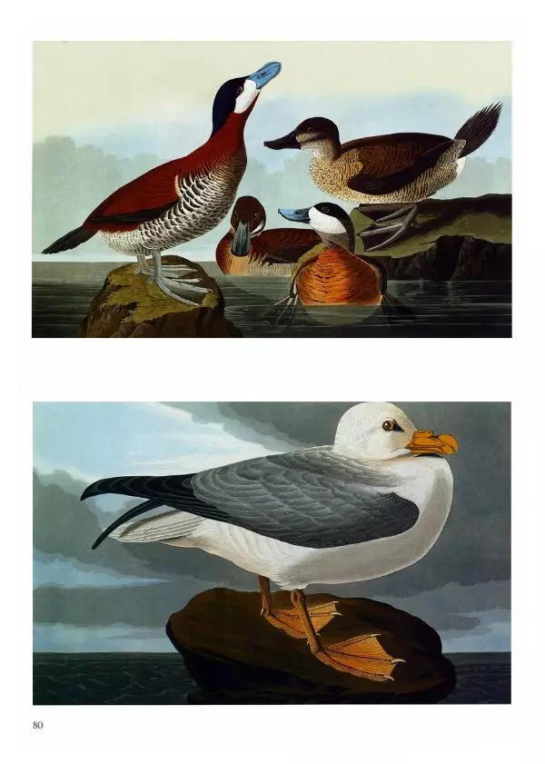 Джон Одюбон - Птицы Америки - Страница № 82