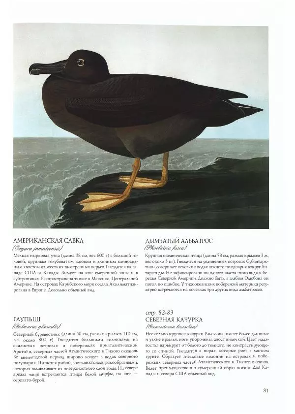 Джон Одюбон - Птицы Америки - Страница № 83