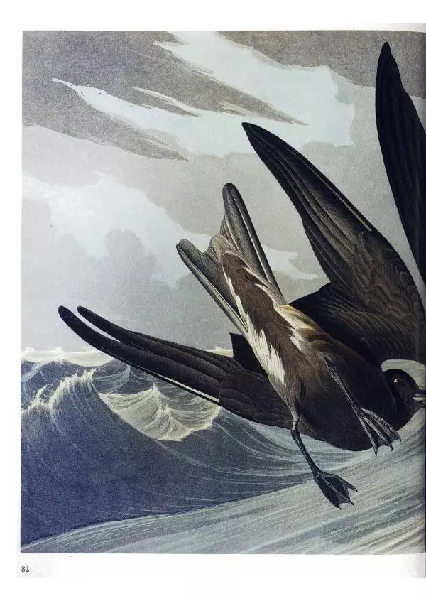 Джон Одюбон - Птицы Америки - Страница № 84