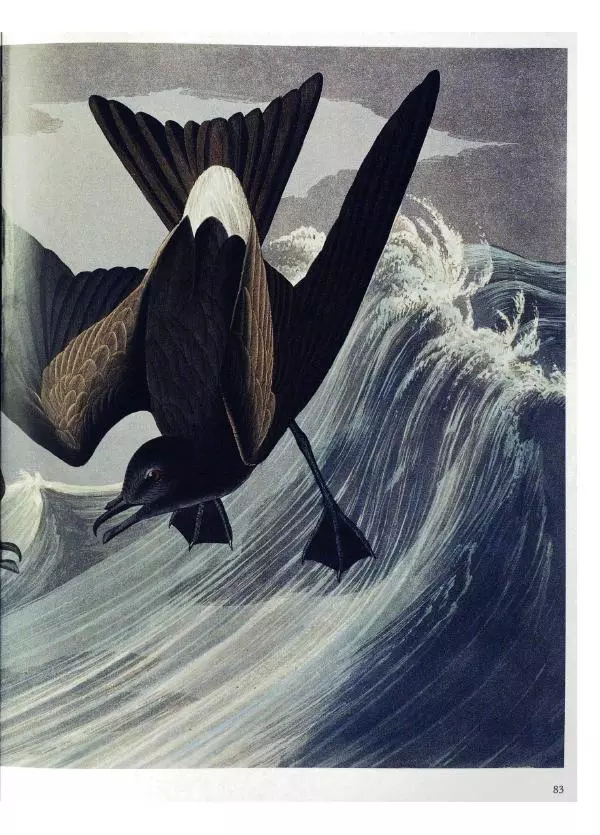 Джон Одюбон - Птицы Америки - Страница № 85