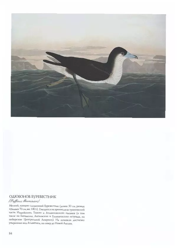 Джон Одюбон - Птицы Америки - Страница № 86