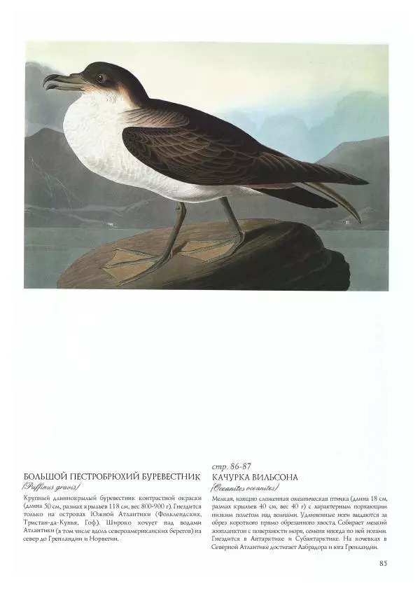 Джон Одюбон - Птицы Америки - Страница № 87
