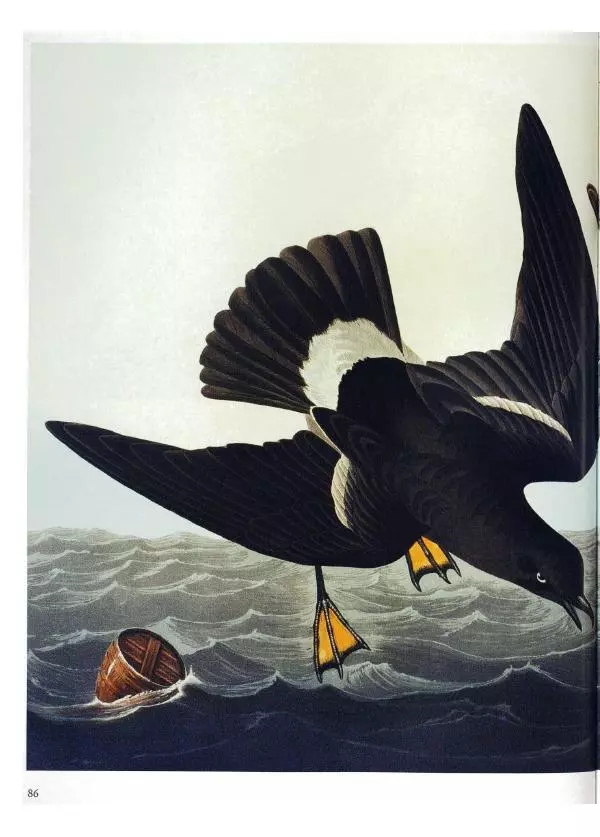 Джон Одюбон - Птицы Америки - Страница № 88