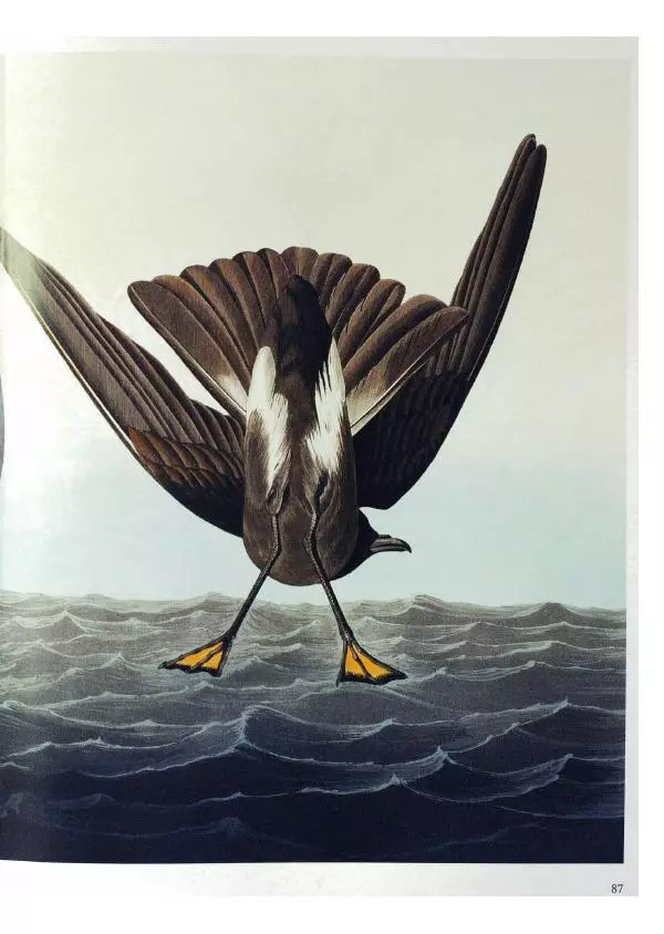 Джон Одюбон - Птицы Америки - Страница № 89