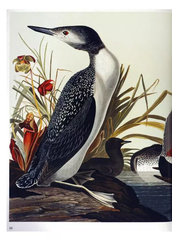 Джон Одюбон - Птицы Америки - Страница № 90