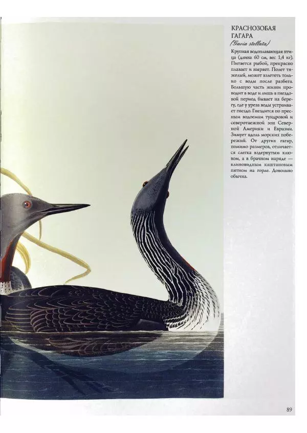 Джон Одюбон - Птицы Америки - Страница № 91