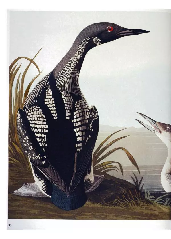 Джон Одюбон - Птицы Америки - Страница № 92