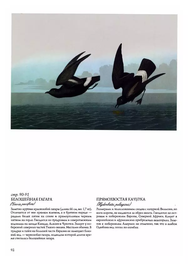 Джон Одюбон - Птицы Америки - Страница № 94