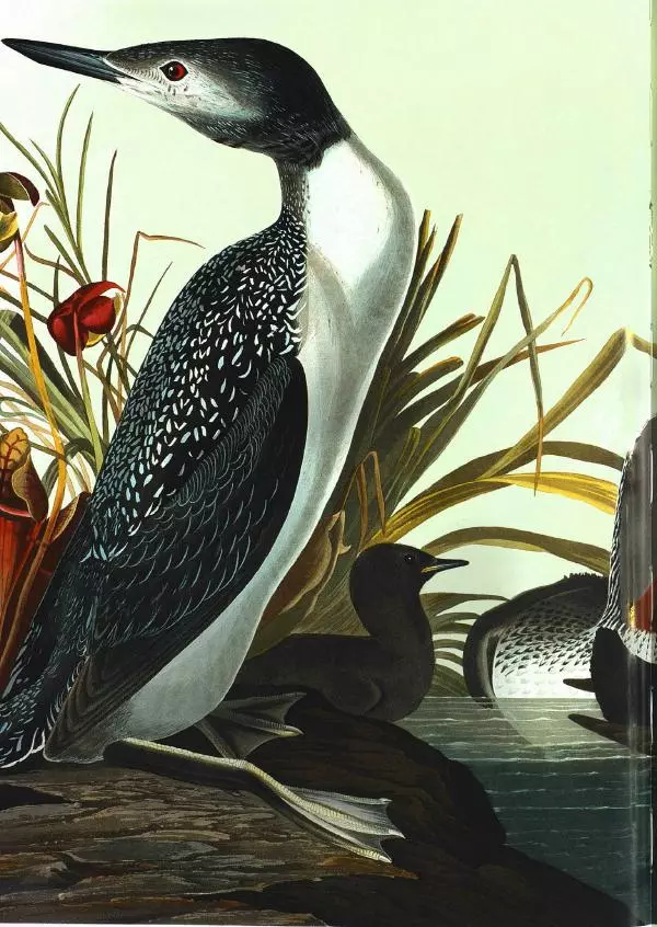 Джон Одюбон - Птицы Америки - Страница № 95