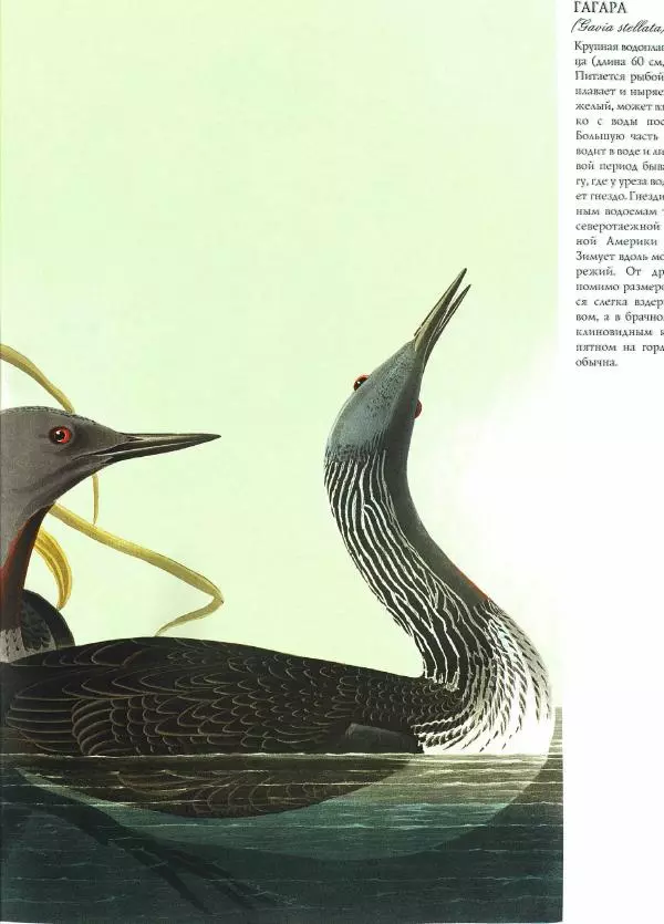 Джон Одюбон - Птицы Америки - Страница № 96