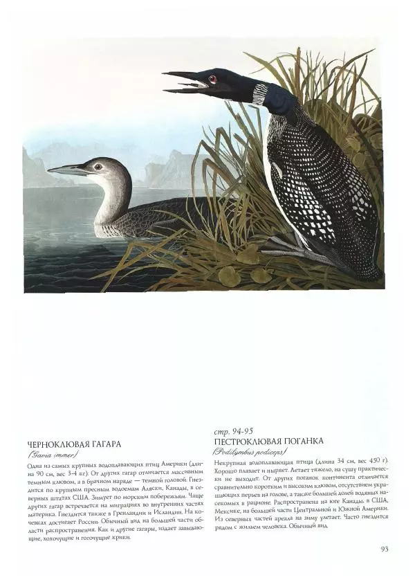 Джон Одюбон - Птицы Америки - Страница № 97