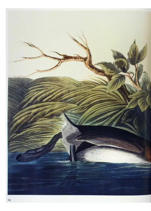 Джон Одюбон - Птицы Америки - Страница № 98