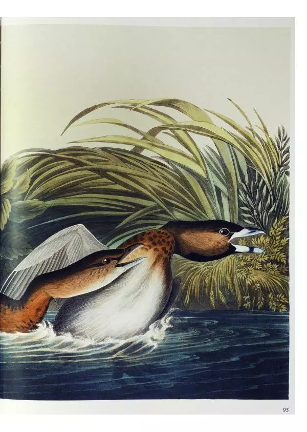 Джон Одюбон - Птицы Америки - Страница № 99