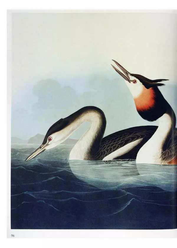 Джон Одюбон - Птицы Америки - Страница № 100