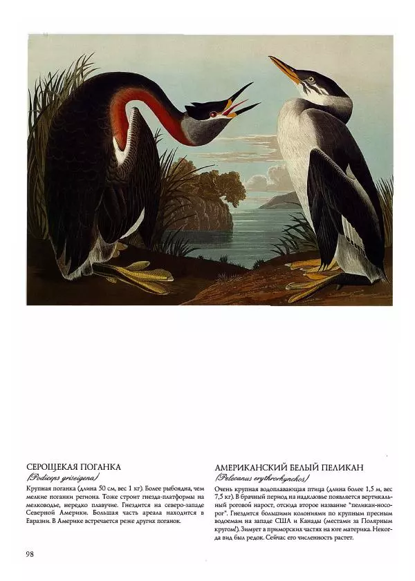 Джон Одюбон - Птицы Америки - Страница № 102