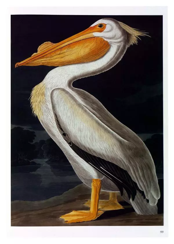 Джон Одюбон - Птицы Америки - Страница № 103