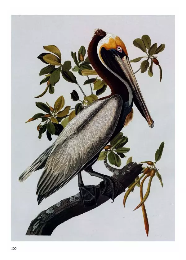 Джон Одюбон - Птицы Америки - Страница № 104