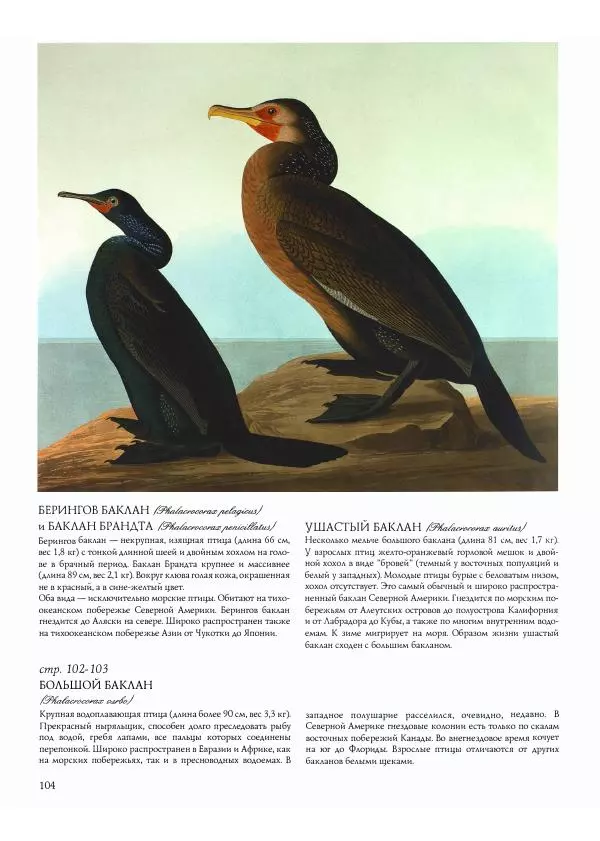 Джон Одюбон - Птицы Америки - Страница № 108