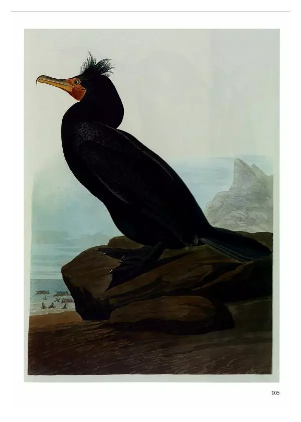 Джон Одюбон - Птицы Америки - Страница № 109