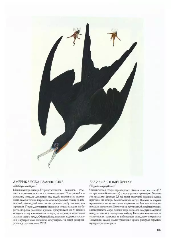 Джон Одюбон - Птицы Америки - Страница № 111