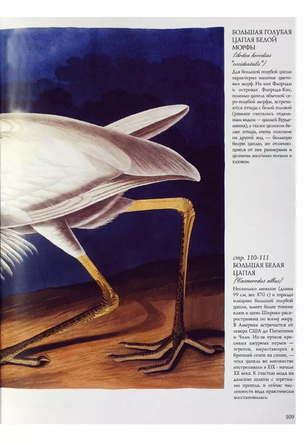 Джон Одюбон - Птицы Америки - Страница № 113