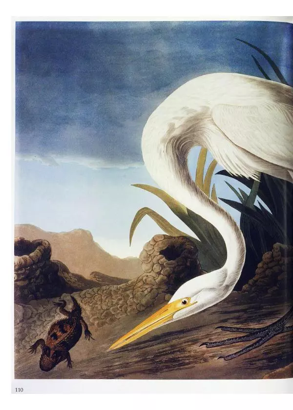 Джон Одюбон - Птицы Америки - Страница № 114