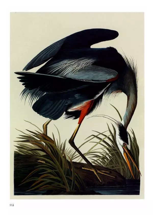 Джон Одюбон - Птицы Америки - Страница № 116