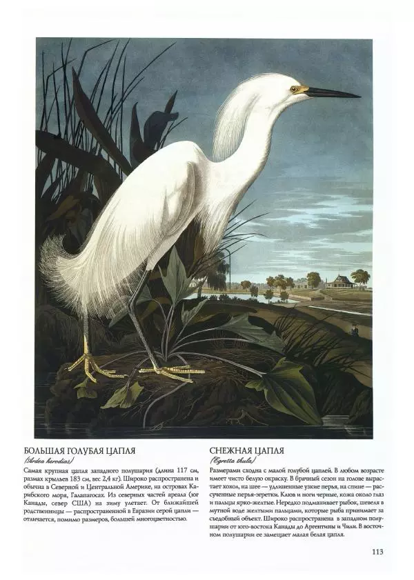 Джон Одюбон - Птицы Америки - Страница № 117