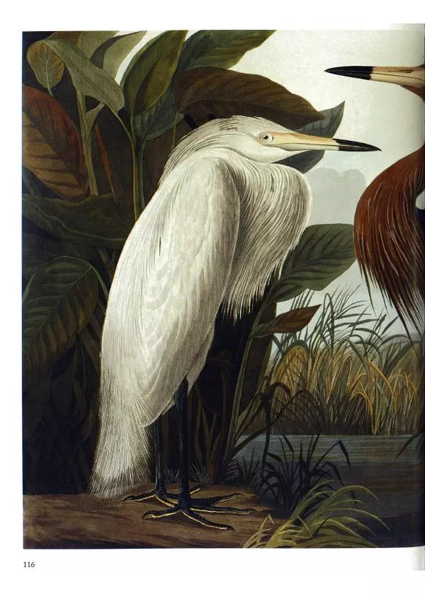 Джон Одюбон - Птицы Америки - Страница № 120