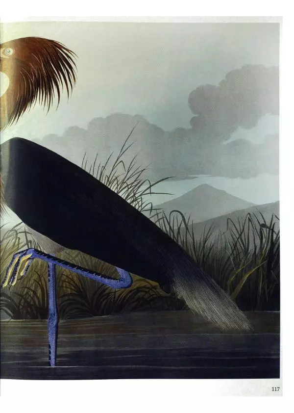 Джон Одюбон - Птицы Америки - Страница № 121